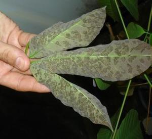 Microcyclus ulei (Henn.) Arx